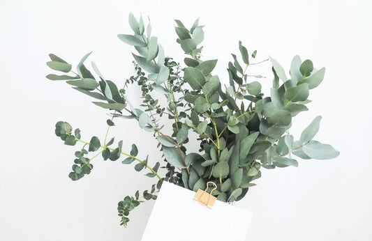 Are Plants Really Impactful On Your Health?