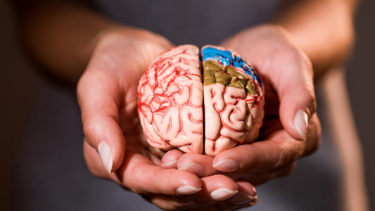 Optimize Your Brain Health By Improving Your Gut Health