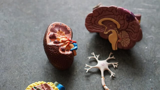 Understanding The Gut-Brain Axis - How it Works