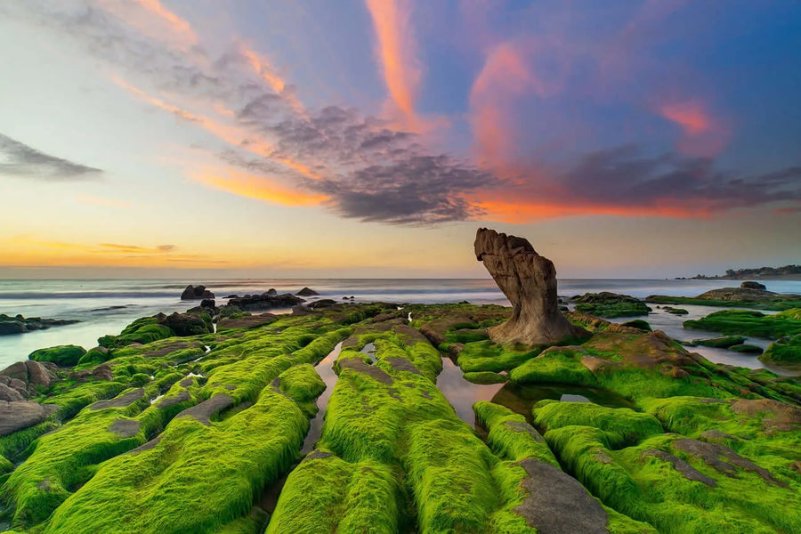 What Do Sea Moss Supplements Actually Do And The Benefits of Sea Moss