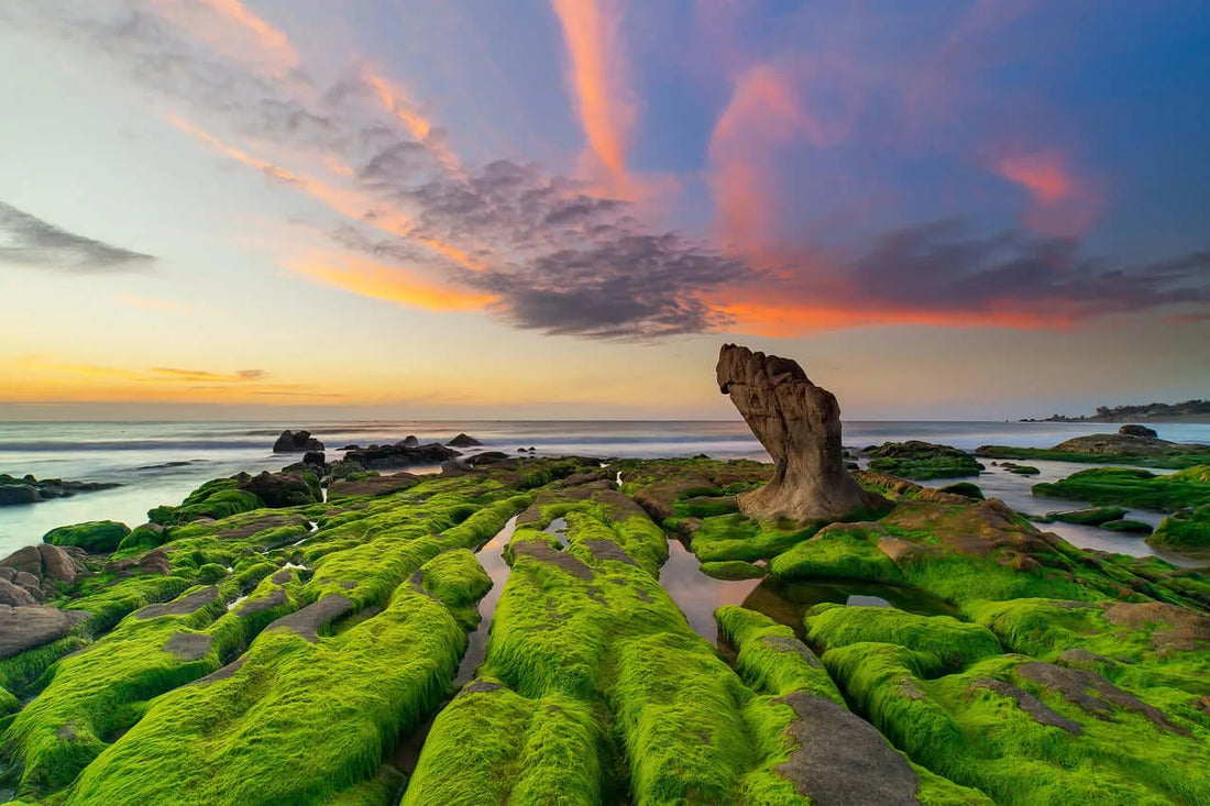 What Do Sea Moss Supplements Actually Do And The Benefits of Sea Moss