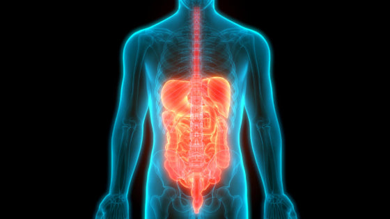 8 Tips to Improve and Maintain Your Gut Health