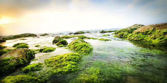 Why Should You Take Sea Moss? Health Benefits of Sea Moss - hellohealth
