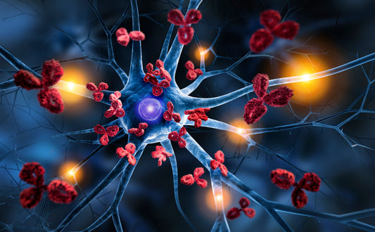 Immune Function (IgG, IgM, IgE, IgA)